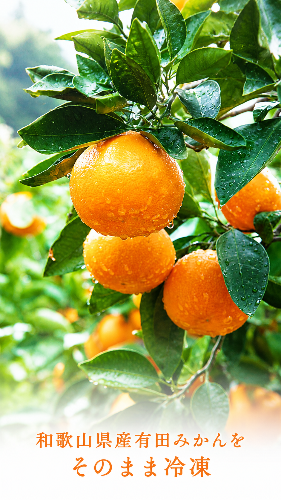 【数量限定】早和果樹園 冷凍みかん🍊